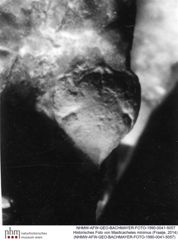 Historisches Foto von Masticacheles minimus (Fraaije, 2014) (NHMW-AFW-GEO-BACHMAYER-FOTO-1990-0041-5057)